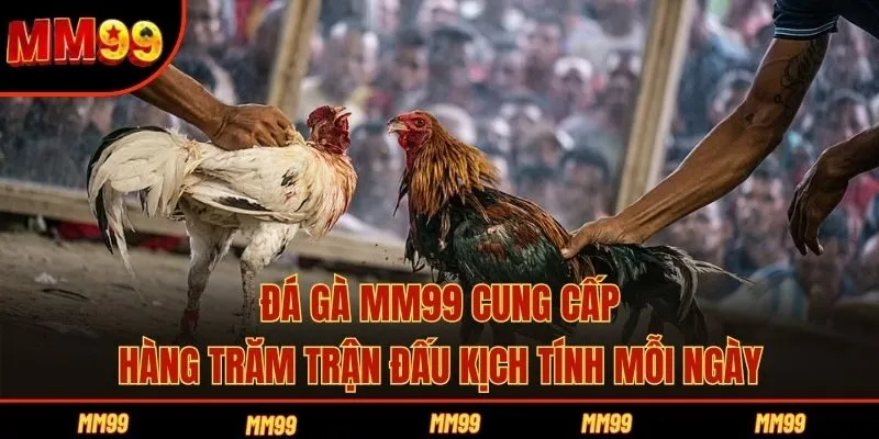 Đá gà MM99 cung cấp hàng trăm trận đấu kịch tính mỗi ngày